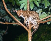 Jaguatirica 7
