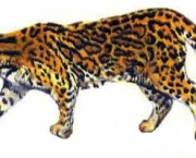 Jaguatirica 14