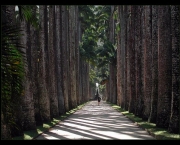 jardim-botanico-de-pittsburg-1