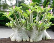 Jardinagem Plantas Ornamentais (2)