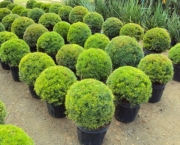 Jardinagem Plantas Ornamentais (4)