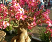 Jardinagem Plantas Ornamentais (8)