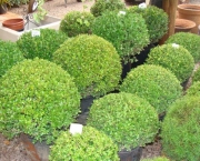 Jardinagem Plantas Ornamentais (10)