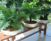 Jardinagem Plantas Ornamentais (13)