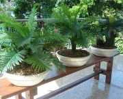 Jardinagem Plantas Ornamentais (13)