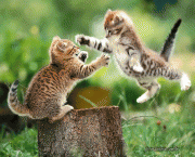 Karate Kid Animal (1).gif