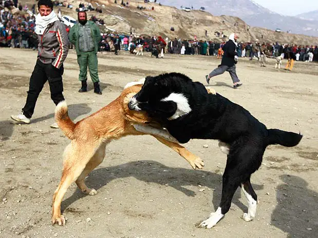 Таджик собаки. Собачий бой Таджикистан.