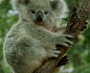 Koala 1