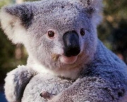 Koala 2