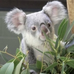 Koala 3