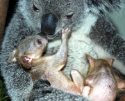 Koala 4