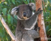 Koala 6