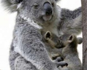 Koala 7