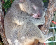 Koala 8