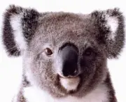 Koala 9