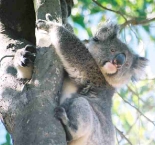 Koala 10