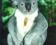 Koala 11