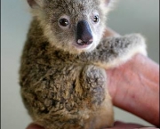 Koala 12