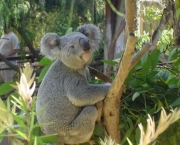 Koala 14