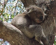 Koala 15