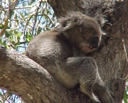 Koala 15