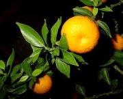 laranjaamarga-citrus-aurantium-1
