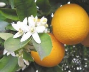 laranjaamarga-citrus-aurantium-7