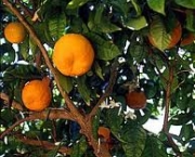 laranjaamarga-citrus-aurantium-9