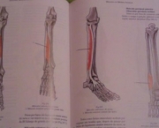 livro-anatomia-13