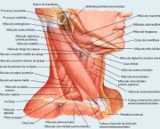 livro-anatomia-16