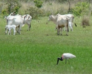 lucrar-com-o-investimento-em-conservacao-ambiental-20