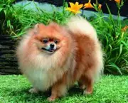 lulu-da-pomerania-1