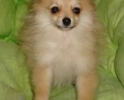 lulu-da-pomerania-3