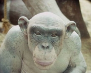 macaco-careca-1.jpg