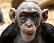 macaco-careca-12.jpg
