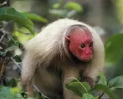 macaco-careca-13.jpg