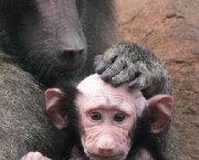 macaco-careca-2.jpg