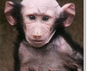 macaco-careca-8.jpg