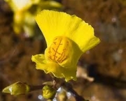 macrorhiza-utricularia-ou-common-bladderwort-1