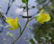 macrorhiza-utricularia-ou-common-bladderwort-2