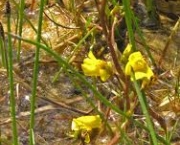 macrorhiza-utricularia-ou-common-bladderwort-3