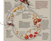 malaria-3