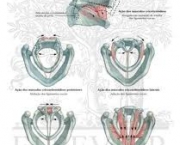 musculos-intrinsecos-da-laringe-1