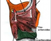 musculos-intrinsecos-da-laringe-2