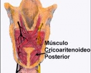 musculos-intrinsecos-da-laringe-3