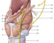 musculos-intrinsecos-da-laringe-4