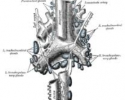 musculos-intrinsecos-da-laringe-5