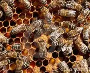 nascimento-das-abelhas-trabalhadoras-2