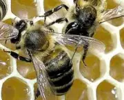 nascimento-das-abelhas-trabalhadoras-3