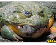 natureza-animal-9